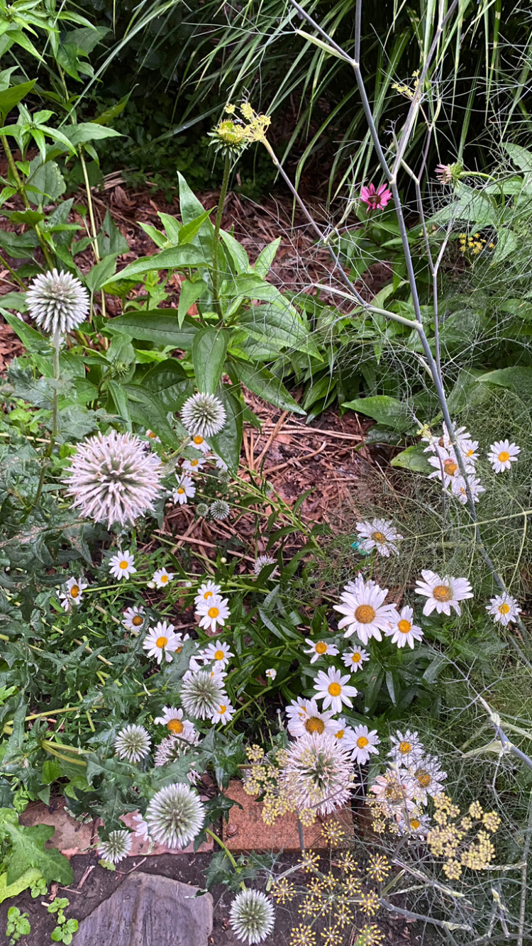 Urban garden showing permaculture principles and plant diversity